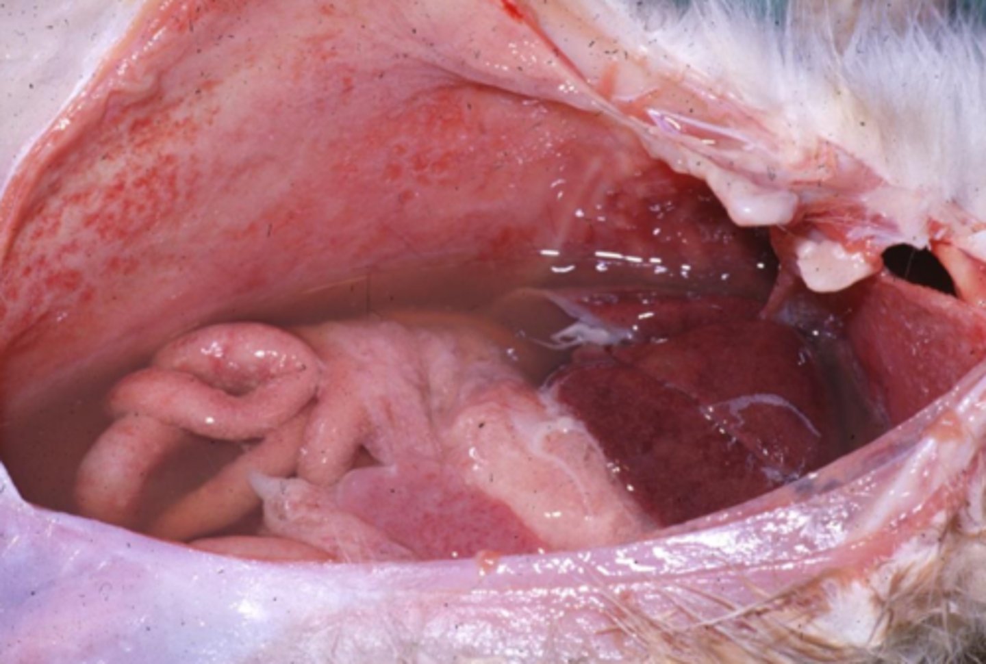 <p>this is the body cavity of an animal with FIP; what type of effusion is this?</p>