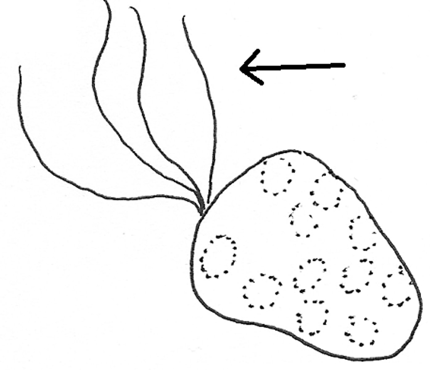 <p>long cellular extension(s) on one side of the cell that rotates, enabling that cell to move</p>