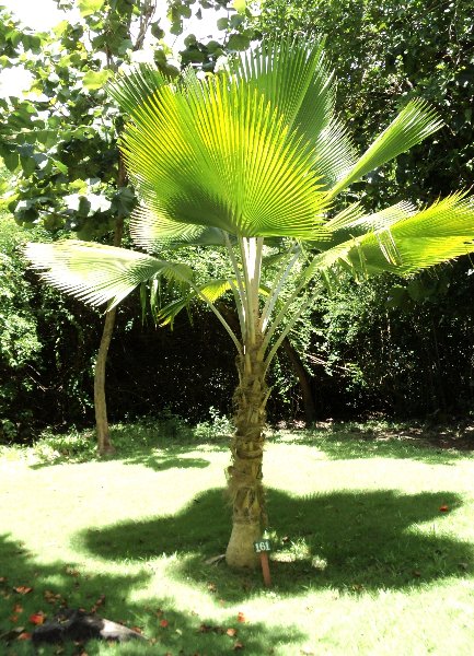 <p><span style="font-family: Inter, helvetica, arial, sans-serif">Ruffled fan palm, Vanuatu fan palm, Palas payung, Ruffled lantan palm, or Palas palm</span></p>