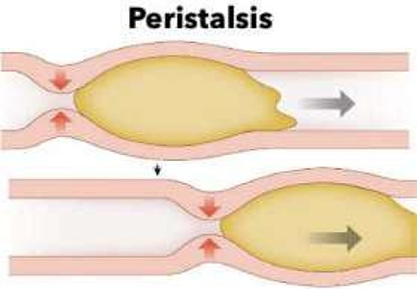 <p>The coordinated muscular contractions and relaxations that push the bolus down the esophagus.</p>