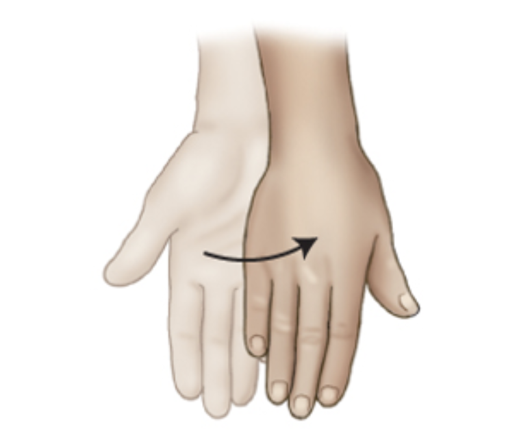 <p>__________ is a rotation of the hand into the opposite of the anatomic position.</p>