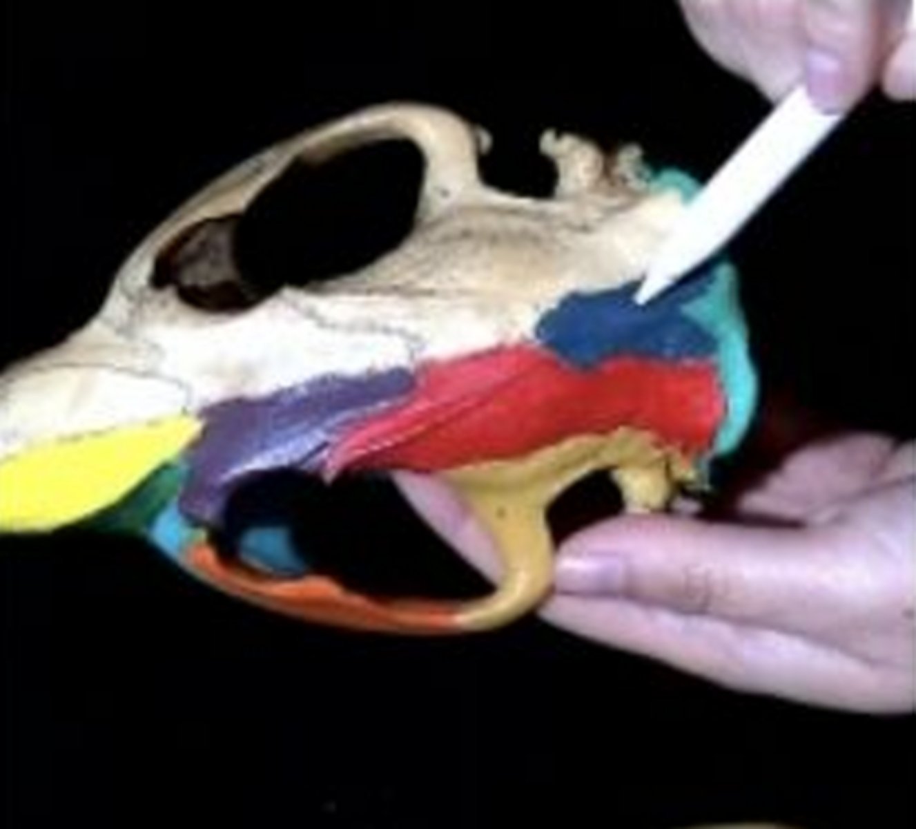 <p>- only some mammals have it</p><p>- Single bone between the parietal bones on posterior end of skull</p>