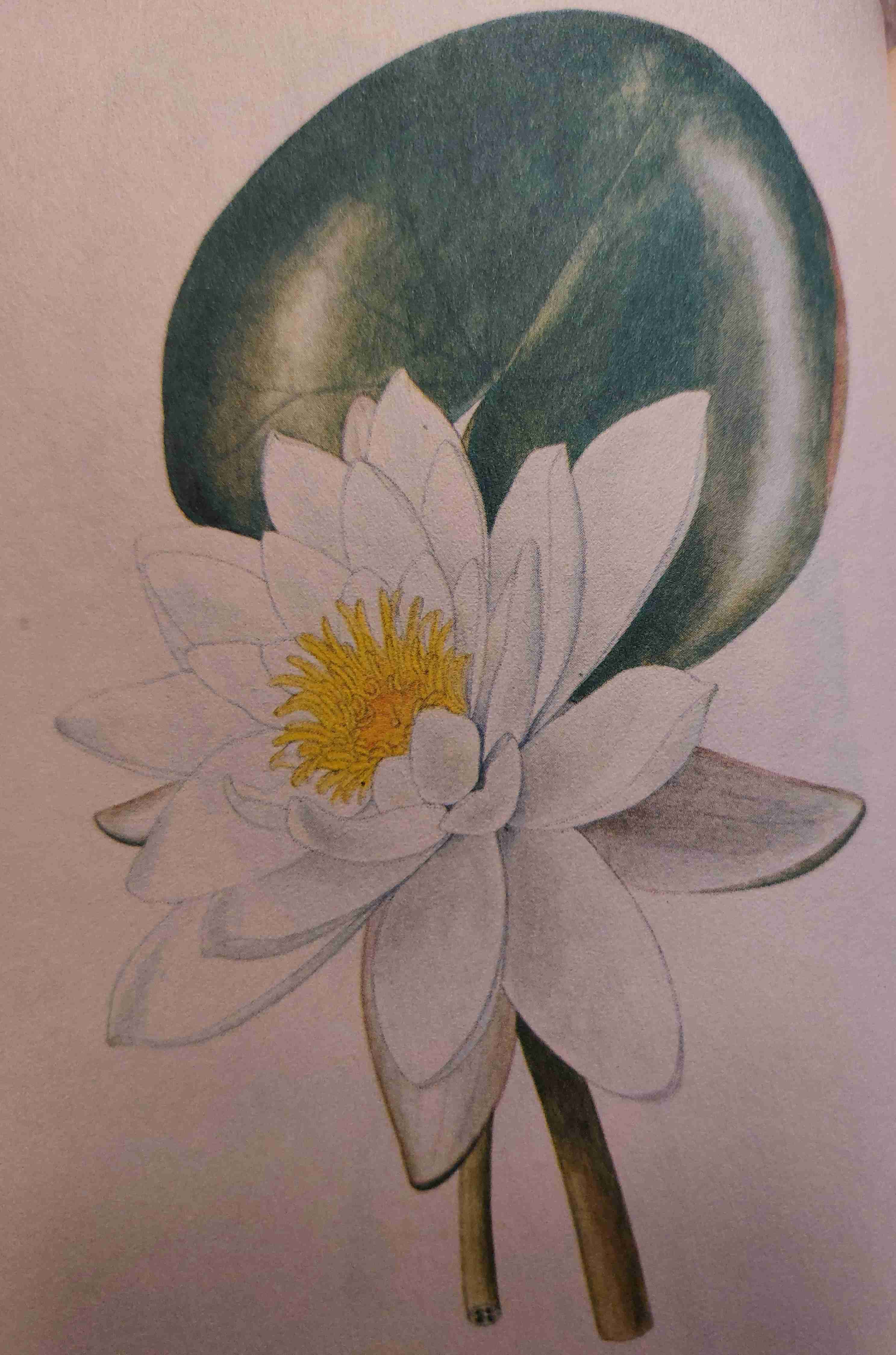 <p>natantní hydrofyt, mezotrofní, slunno</p>