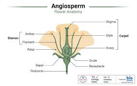 <p>Angiosperms</p>