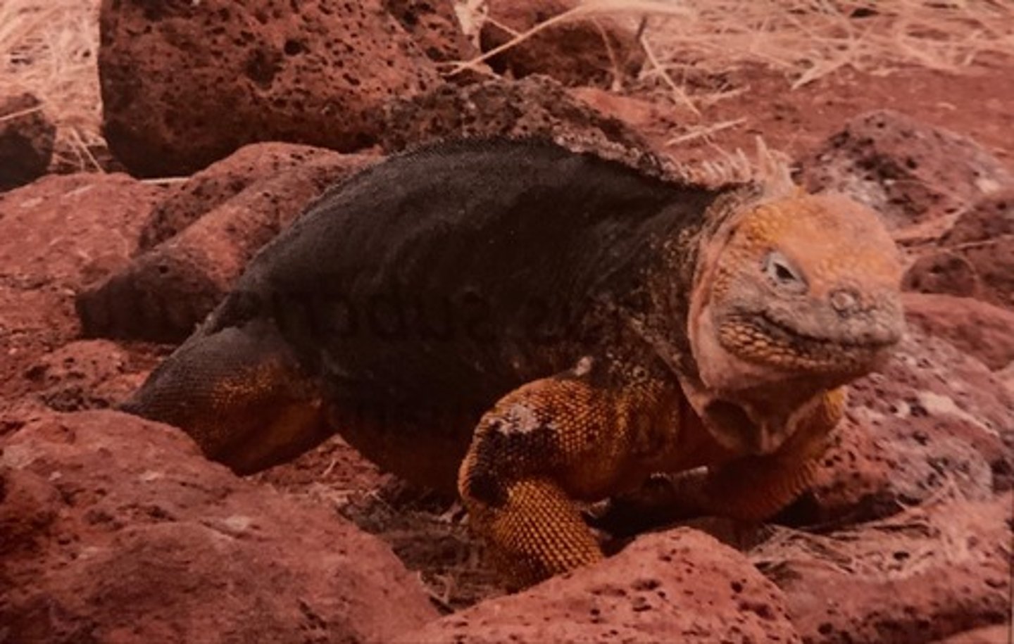 <p>Found on Fernandina, Isabela, Santa Cruz, Plaza Sur, and Seymour Norte. It was</p><p>introduced to the latter island, and reintroduced to Baltra. Has more pronounced spines on its back.</p>