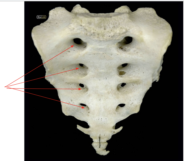 <p>ID Structure</p>