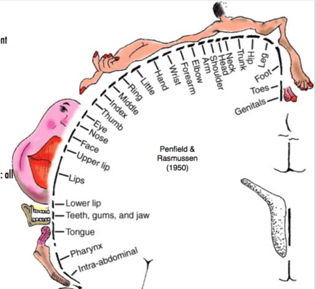 <p>The amount of cortical area (usually specified in millimeters) devoted to a specific region (e.g., 1 degree) in the visual field.</p>