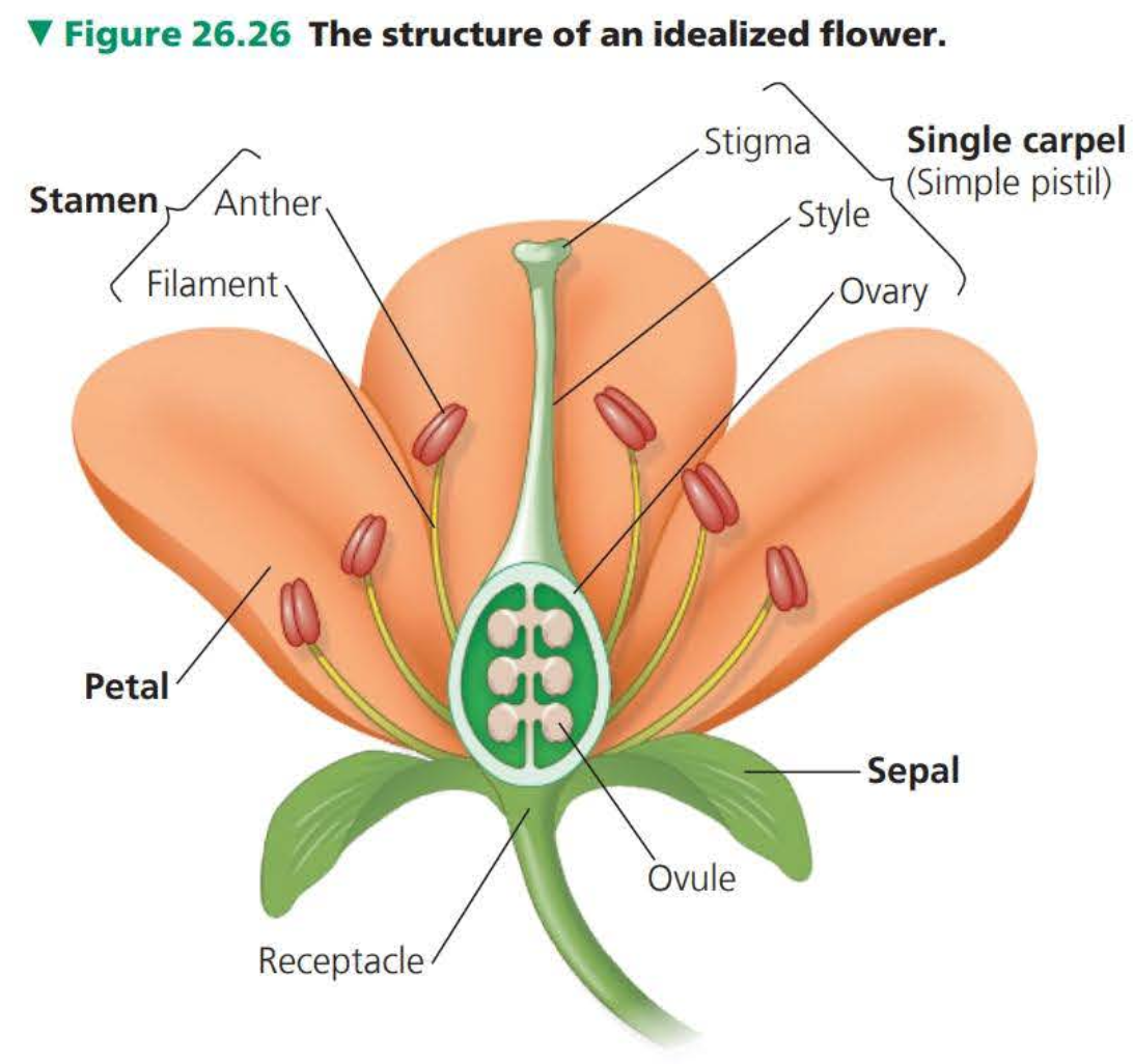 an angiosperm structure specialized for sexual reproduction