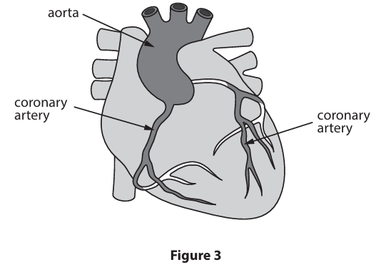 <p>Figure 3 shows a heart, aorta and coronary arteries. </p><p>Describe the function of the coronary arteries. (2)</p>