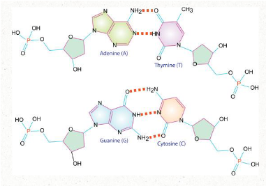 <ul><li><p><span>Nitrogenous bases attach via HYDROGEN bonds</span></p></li><li><p><span>Adenosine pairs with thymine</span></p><ul><li><p><span>2 hydrogen bonds</span></p></li></ul></li><li><p><span>Guanine pairs with cytosine</span></p><ul><li><p><span>3 hydrogen bonds</span></p></li></ul></li><li><p><span>For proper base pairing to occur the two DNA strands must run in opposite directions (antiparallel)</span></p></li></ul><p></p>