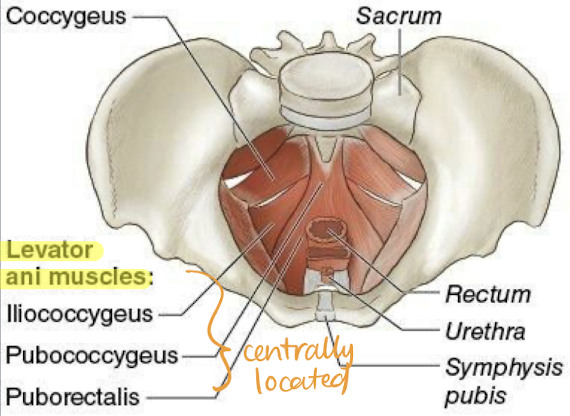 <ul><li><p>lesser pelvis muscle</p></li><li><p><span style="color: yellow;"><strong>pelvic floor muscles</strong></span></p></li><li><p><strong>group of muscles</strong>:</p><ul><li><p>pubococcygeus</p></li><li><p>puborectalis</p></li><li><p>iliococcygeus</p></li></ul></li><li><p>spans pelvic floor like hammock to <strong>support internal organs</strong></p></li><li><p>plays important role in <strong>rectal and urinary incontinence</strong></p></li><li><p><strong>forms pelvic diaphragm with coccygeus muscle</strong></p></li><li><p><strong>kegel exercises</strong> strengthen the muscle</p></li><li><p>“one of the two muscles of the pelvic diaphragm that <span style="color: yellow;">stretch across the floor of the pelvic cavity like a hammock, supporting the pelvic organs</span> and surrounding the urethra, vagina, and rectum; a broad thin muscle that consists of pubococcygeus, puborectalis, and iliococcygeus muscles”</p></li></ul><p></p>