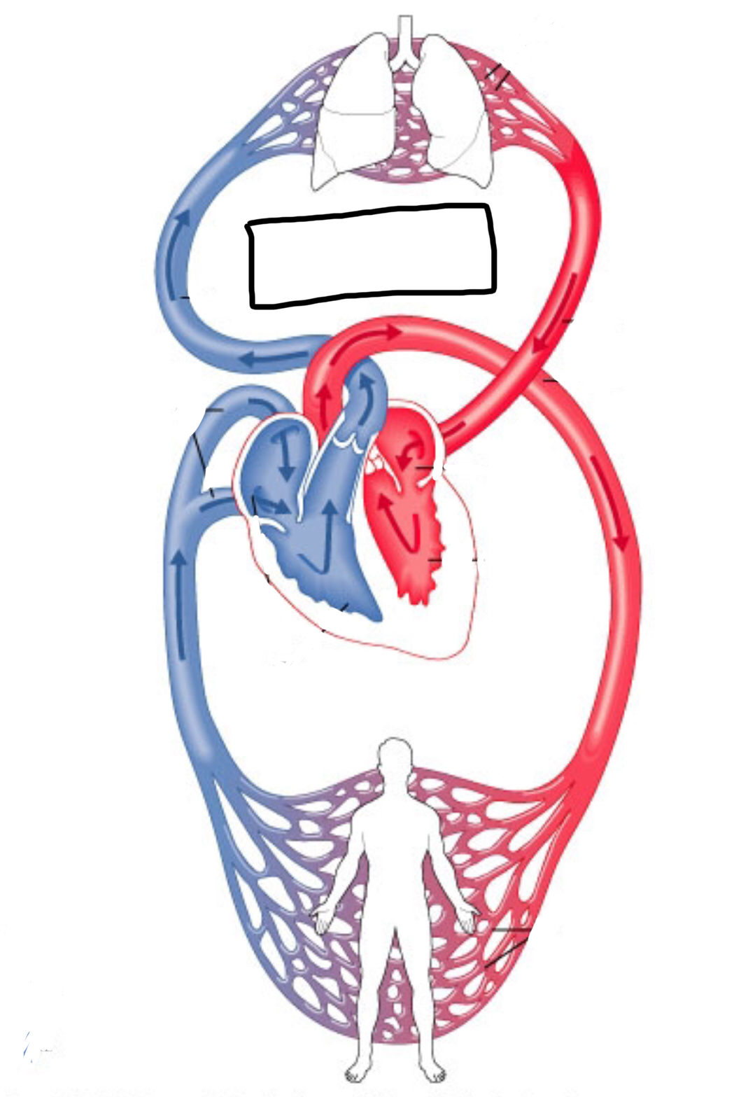 Which circulation belongs in the box?