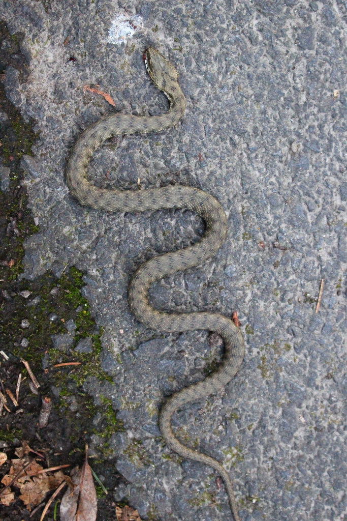 <p>Natrix tessellata</p>