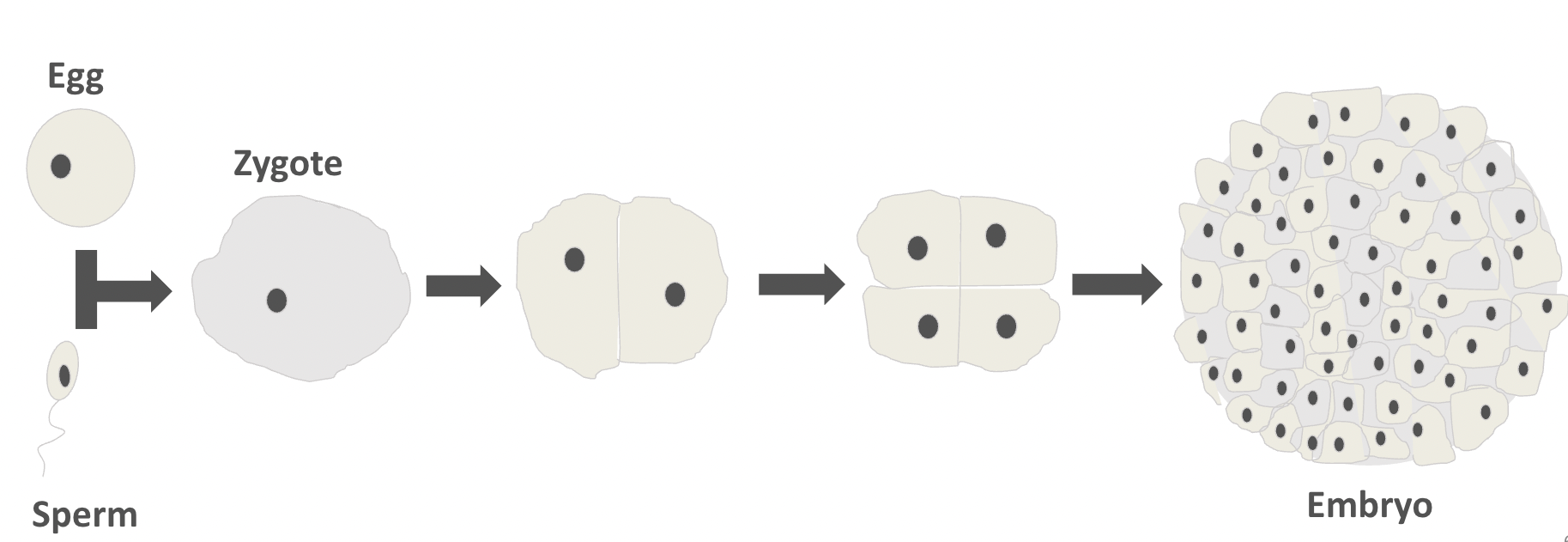 <p><span>this new zygote cell it divides many times by <strong>mitosis</strong> to form the new organism.</span></p>