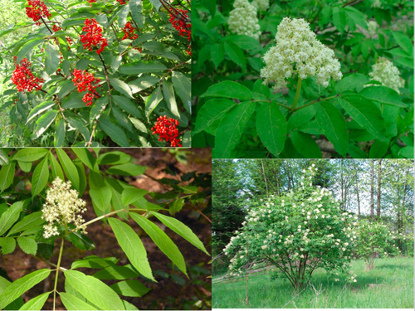 <p>Edibility</p><p>- The fragrant blossoms of red elderberry are used to make refreshing drinks and cordials.</p><p>- The berries, however, are toxic when raw and must be cooked thoroughly to be safely eaten</p><p>Seasonal Bloomer and ID traits</p><p>- Flowers in mid-spring, one of the earliest shrubs to blossom.</p><p>- Leaf smells like peanuts or peanut butter</p><p>Fruit and Wildlife</p><p>- Produces bright red berries that are a key food source for birds.</p><p>- Fermenting berries can intoxicate birds — a fun and memorable ecological fact.</p><p>- Drunk birds (fly erratically, crash into things, and wobble. Maybe even fall off branches)</p>