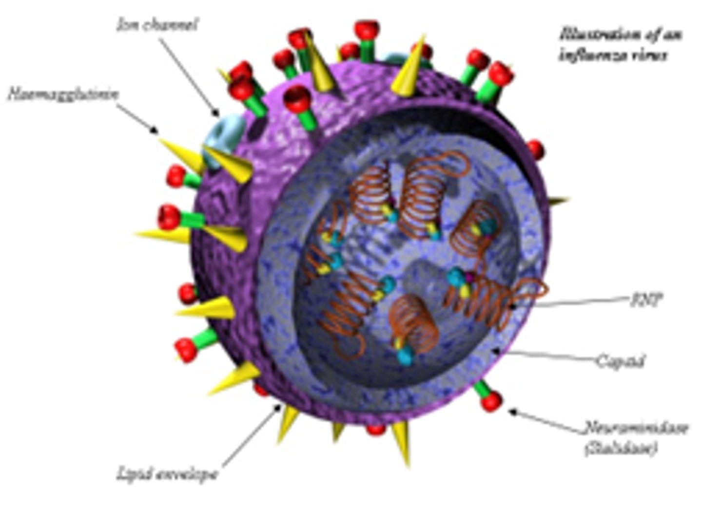 <p>At the end of replication to chop off the cell surface receptor.</p>