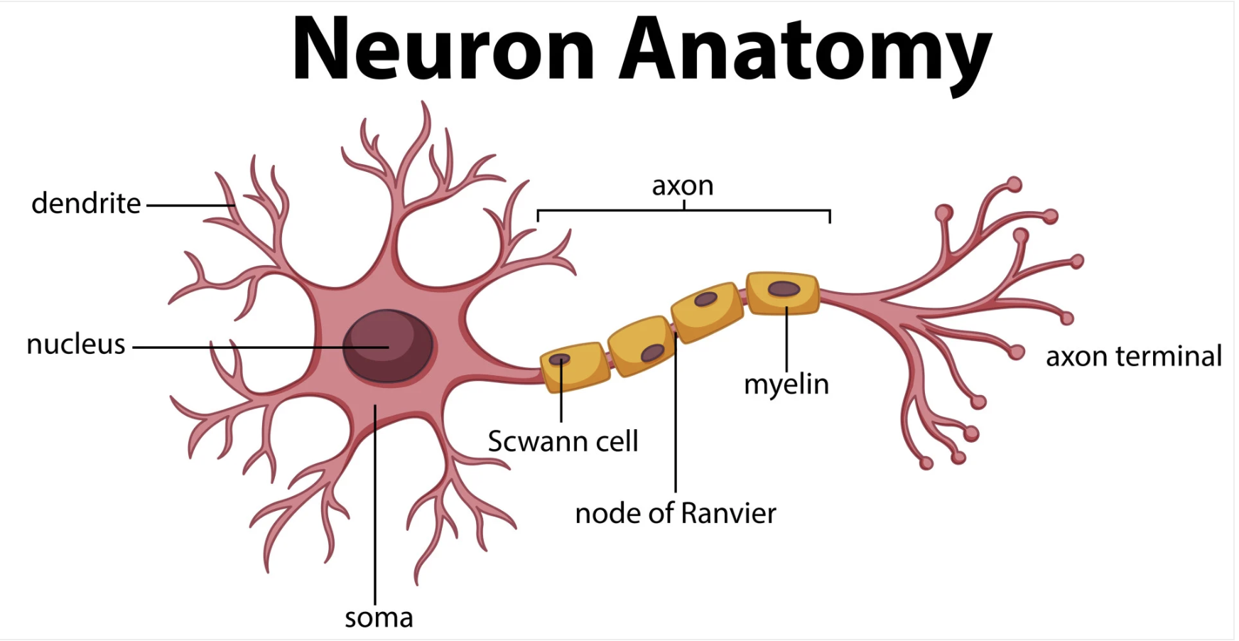 <p>What is the structural anatomy of a neuron?</p>