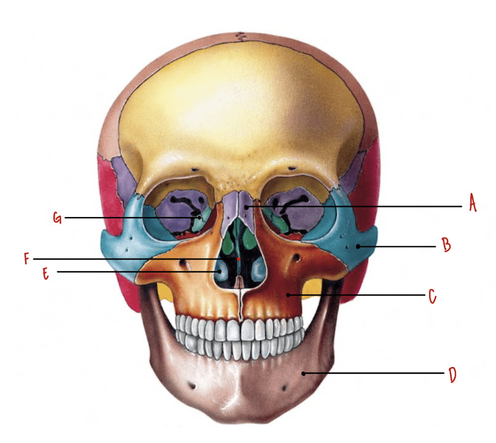 <p>Name the part of the skull labeled G</p>