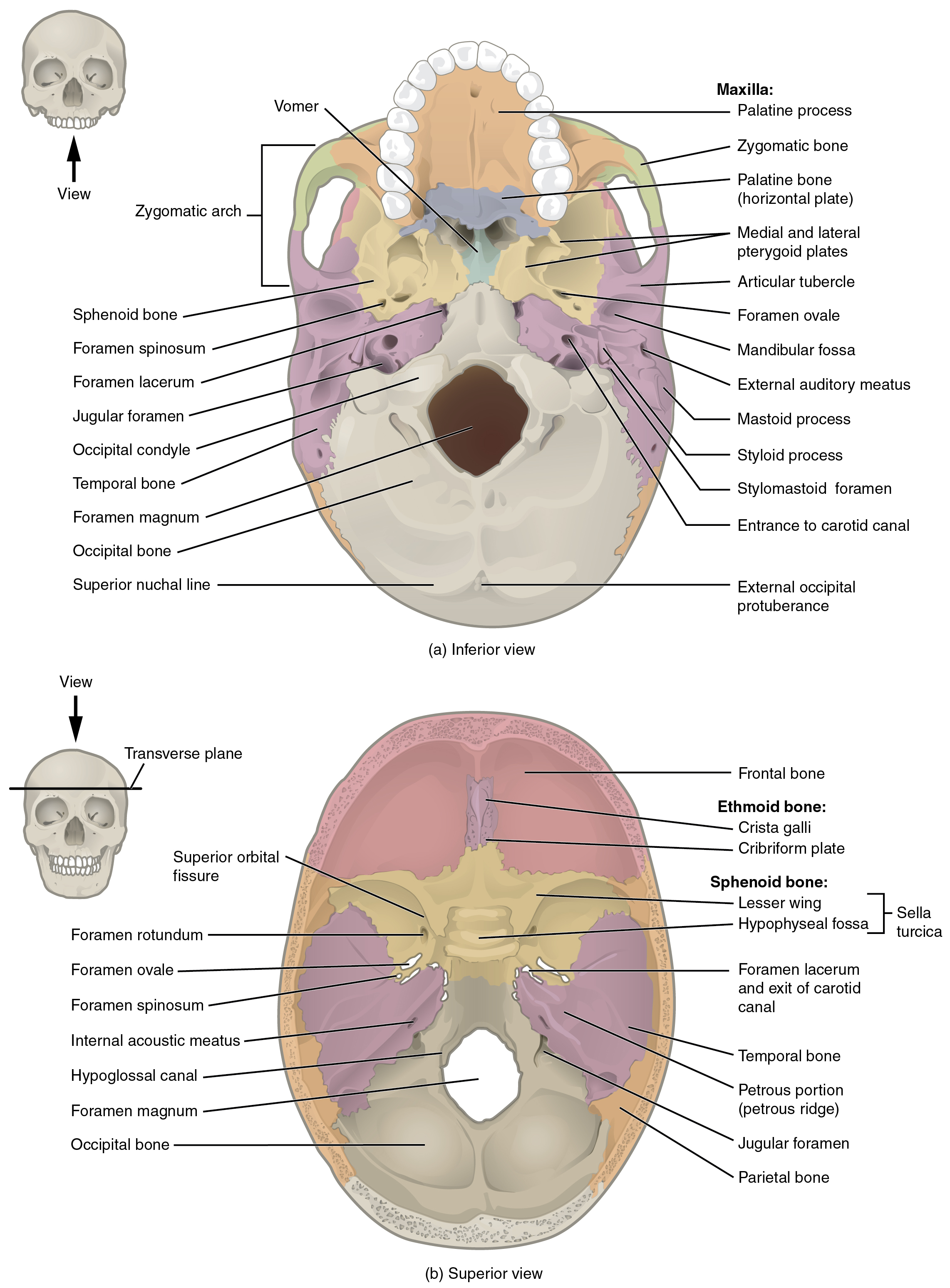 knowt flashcard image