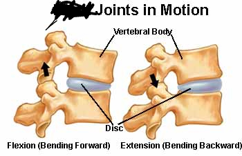 <p>a small, flat articular surface</p>