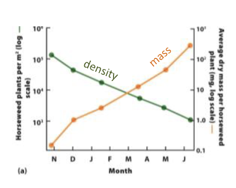 <p><span style="color: rgb(249, 246, 246);">Horseweed plants at a</span><span style="color: rgb(249, 246, 246);"><br></span><span style="color: rgb(249, 246, 246);">density of 100,000 m2.</span><span style="color: rgb(249, 246, 246);"><br></span><span style="color: rgb(249, 246, 246);">Over time, many individuals</span><span style="color: rgb(249, 246, 246);"><br></span><span style="color: rgb(249, 246, 246);">died.</span><span style="color: rgb(249, 246, 246);"><br></span><span style="color: rgb(249, 246, 246);">As density decreased, there</span><span style="color: rgb(249, 246, 246);"><br></span><span style="color: rgb(249, 246, 246);">was a significant increase in</span><span style="color: rgb(249, 246, 246);"><br></span><span style="color: rgb(249, 246, 246);">the weight of surviving</span><span style="color: rgb(249, 246, 246);"><br></span><span style="color: rgb(249, 246, 246);">individuals</span></p>