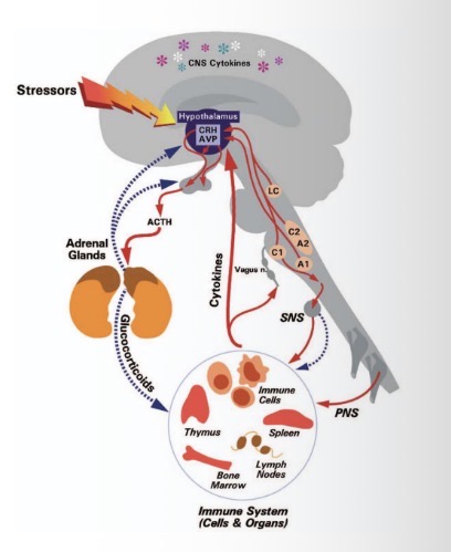 <p>Mediates slower (min-hrs-days) response to stressor </p><p>Hypothalamus releases corticotropin releasing hormone + arginine vasopressin → adrenocorticotropic hormone from pituitary gland → glucocorticoids from adrenal glands </p><p>Repulsion, avoidance, inhibition, appeasement </p>