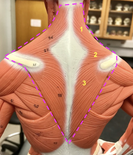 <p>What is this diamond-shaped muscle outline called? </p>