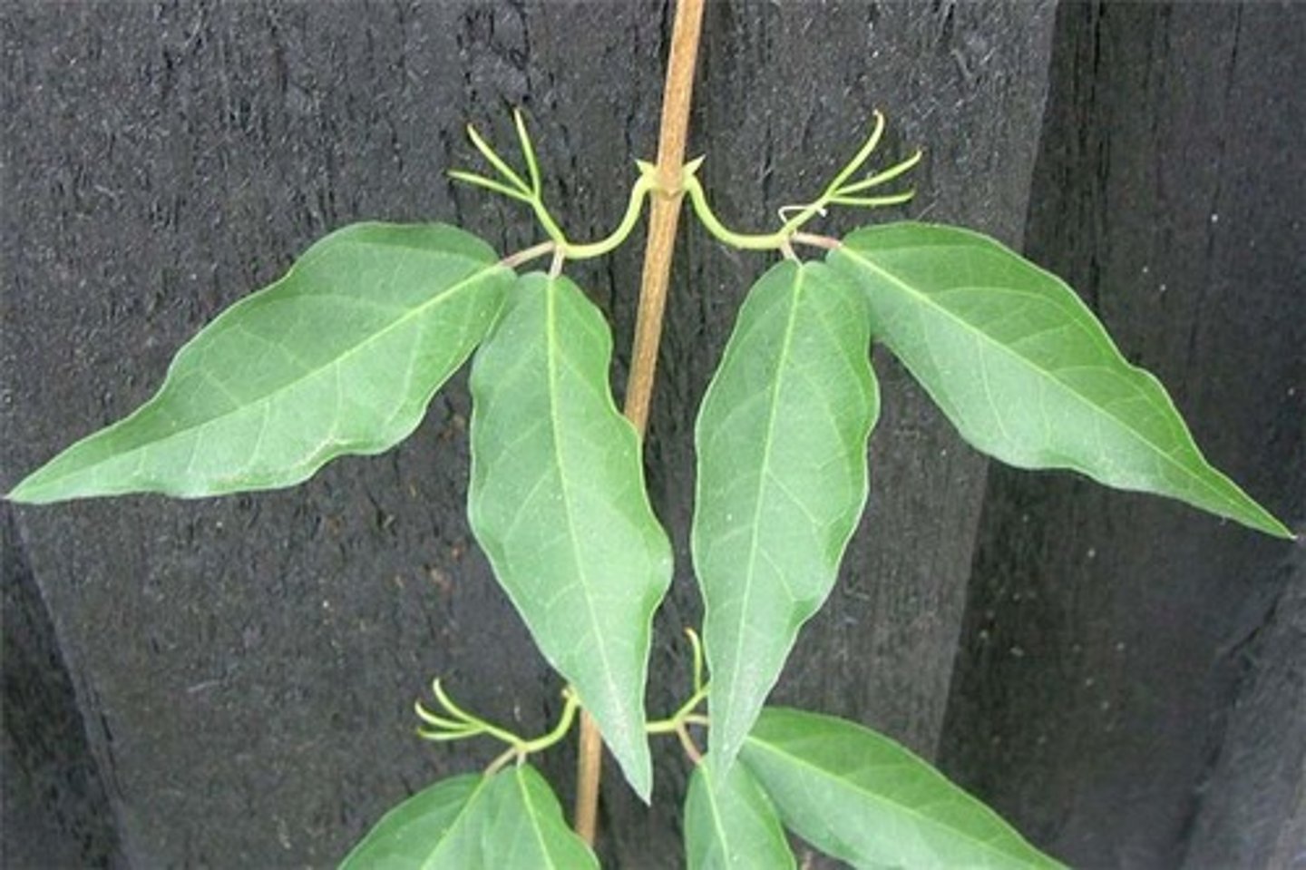 <p>Macfadyena unguis-cati or Dolichondra uniguis-cati</p>
