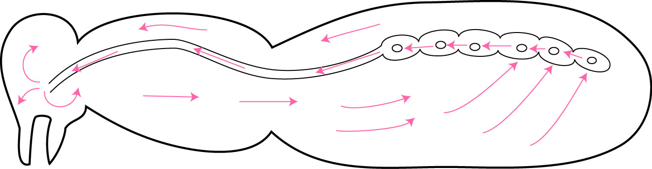 <p>Open circulatory system, 3 major sinuses separated by 2 diaphragms, Aorta and Heart</p>