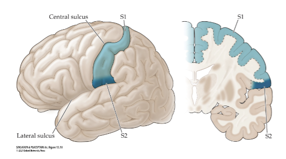 <p>“dark blue” portion of the somatosensory cortex</p>