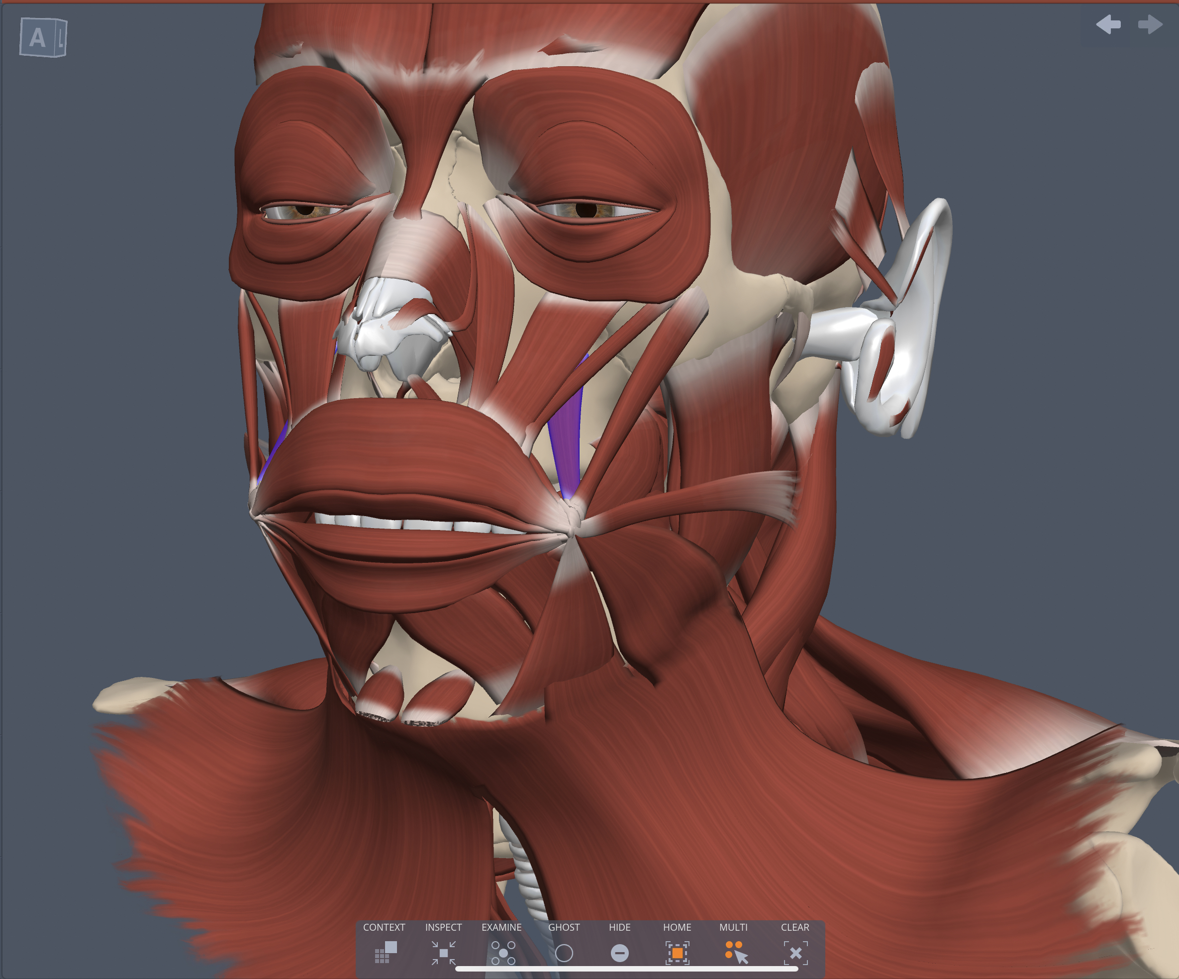 Action of the Levator anguli oris muscle 