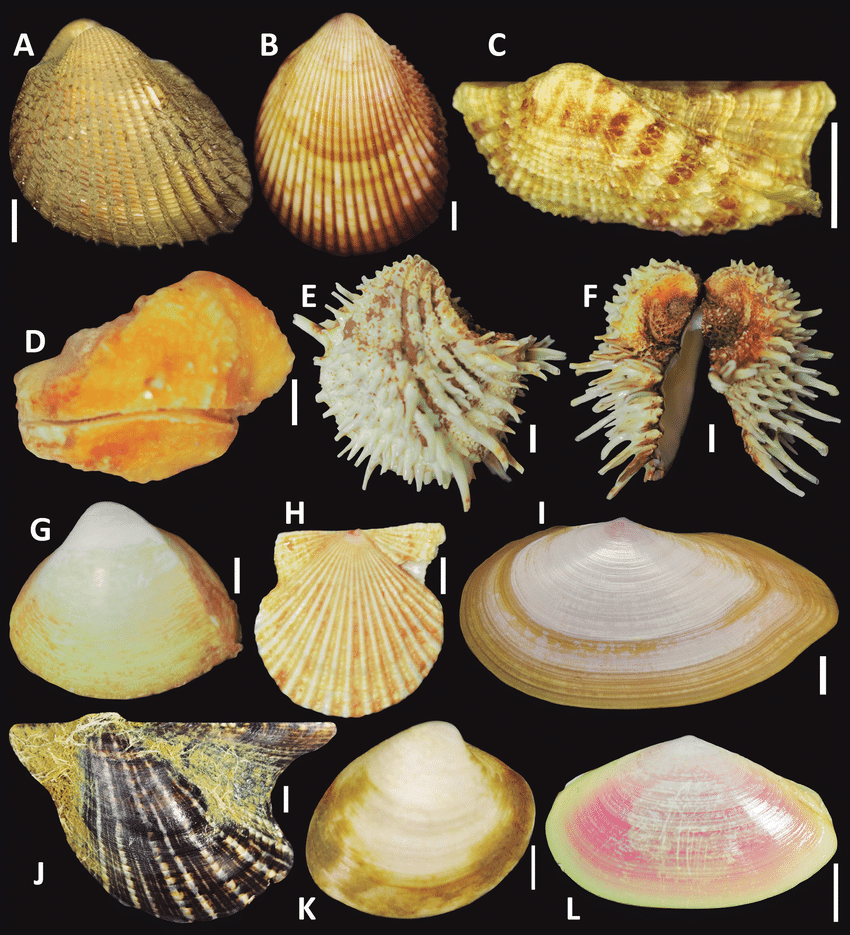 <p>Phylum and Class?</p>