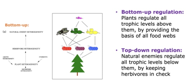 <p>Bottom Up:<br>--&gt; plants regulate all trophic levels above them, providing the basis of all food webs<br><br>Top-Down:<br>--&gt; natural enemies regulate all trophic levels below them, by keeping herbivores in check</p>
