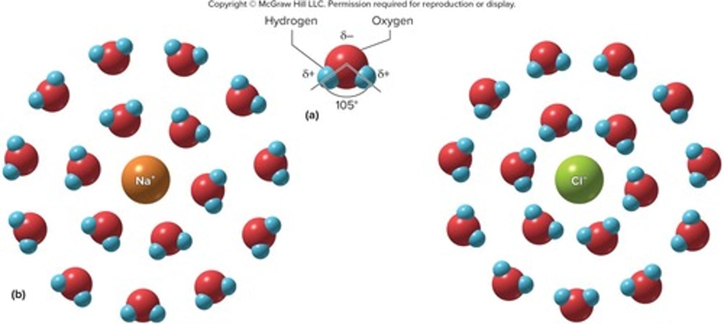 <p>Water forms hydration spheres around each ion, allowing salts like NaCl to dissolve.</p>