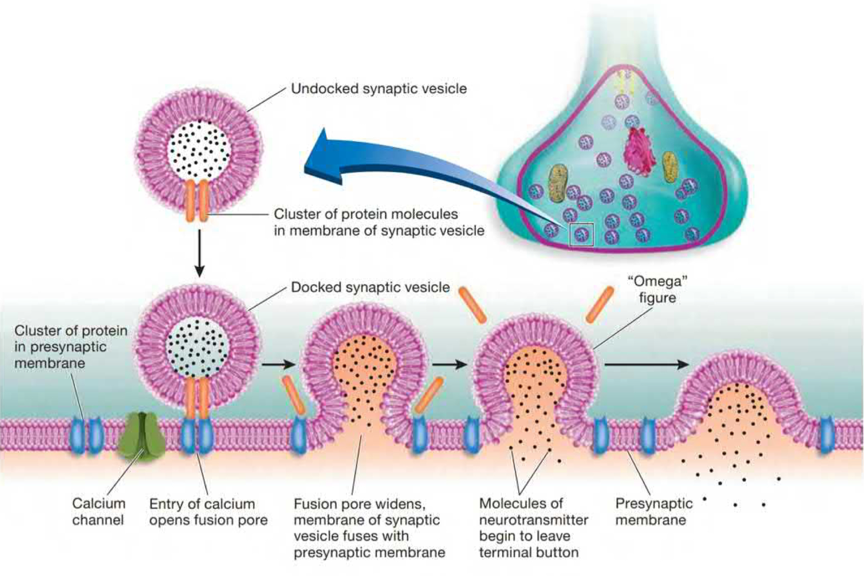 **region on interior of presynaptic membrane to which synaptic vesicles attach and release their neurotransmitters into synaptic cleft. Action potential opens calcium channels which allows calcium ions to enter and bind with proteins embedded in the membrane of synaptic vesicles @ the release sone. Fusion pores open, neurotransmitters are released into the synaptic cleft.**