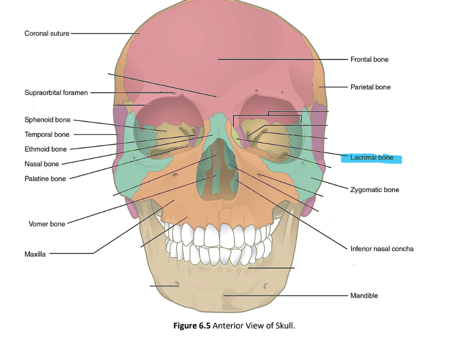 <p>lacrimal bone</p>