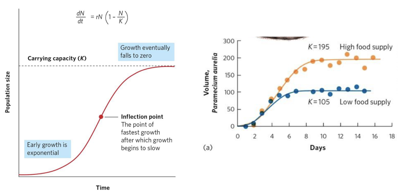 <p><span><span>Ex.</span></span><span style="background-color: transparent;"><span> Paramecium (right)</span></span></p><ul><li><p><span style="background-color: transparent;"><span>Manipulated amount of food available</span></span></p></li><li><p><span style="background-color: transparent;"><span>Showed depending on environment, carrying capacity changed</span></span></p></li></ul><p></p>
