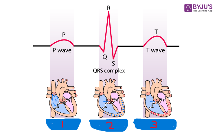 <p>what happens during the P wave?</p>