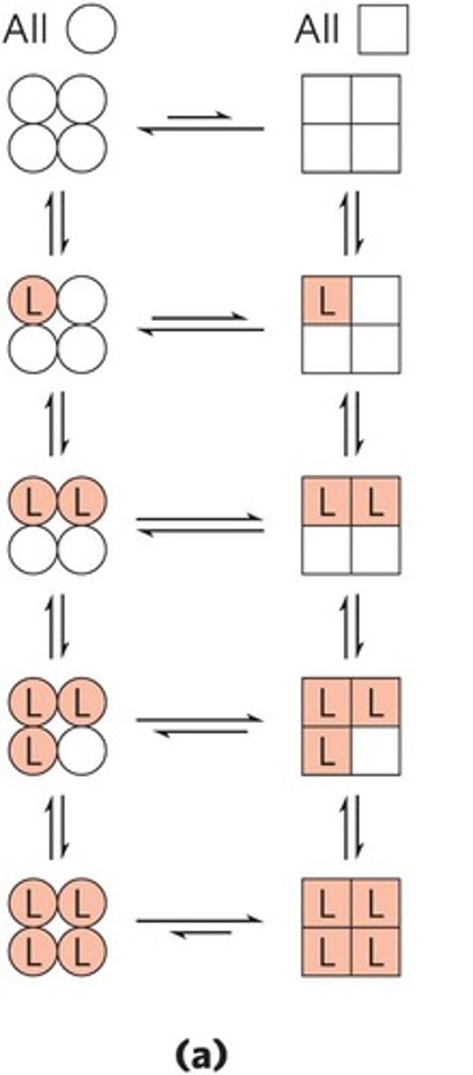 <p>A model where each subunit can be in either high affinity (R state) or low affinity (T state) conformation.</p>