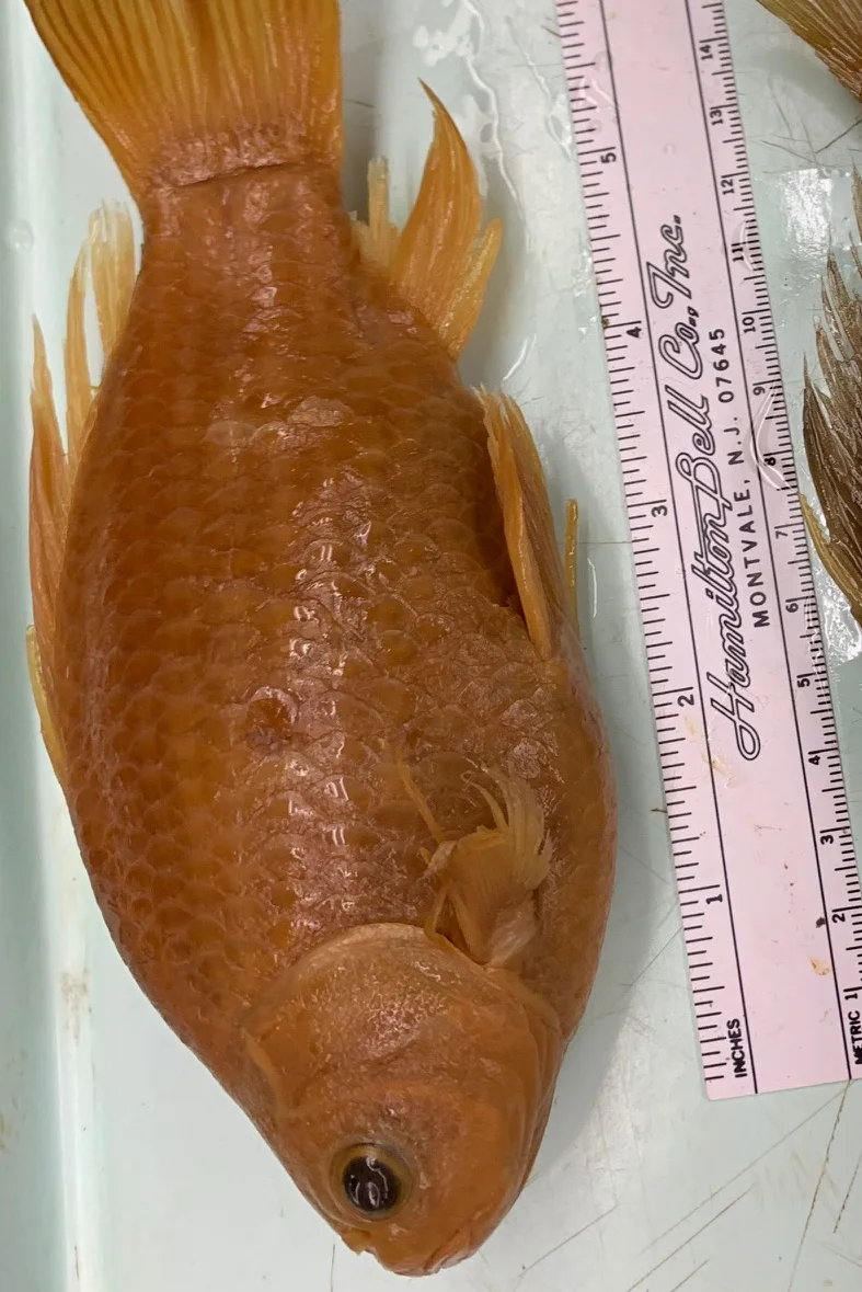 <p>What fish is this?</p>