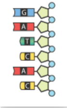 <p><span>Which mRNA sequence complements the DNA sequence below?</span></p>