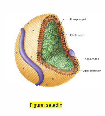 <p>SURFACE (SHELL):</p><p>- Phospholipids</p><p>- Proteins: recognition by receptors, cofactors, enzymes</p><p>- Cholesterol</p><p>CORE:</p><p>- esterified lipids (TG, CE)</p><p>- Fat-soluble vitamins</p>
