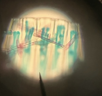 <p>What phylum</p>