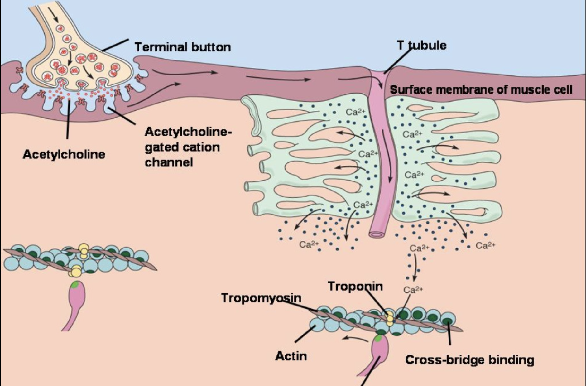 <p>Last 8 steps of Sliding Filament Theory (No need to memorize, just know Romeo’s Analogy)</p>