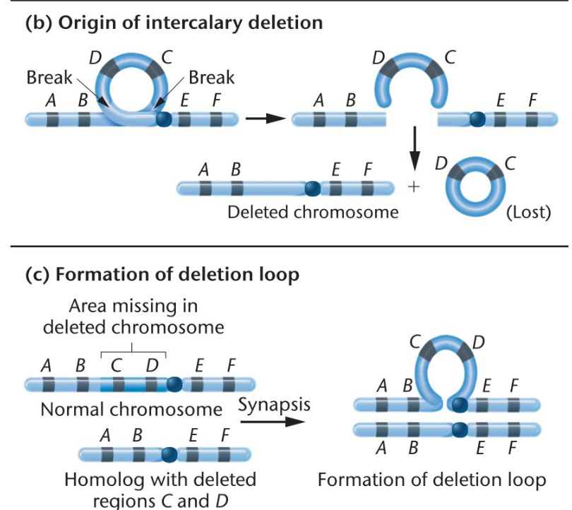 <p><span>When internal segment is lost<br></span></p><p><span>-intercalary deletion results in deletion loop in metaphase I</span></p>