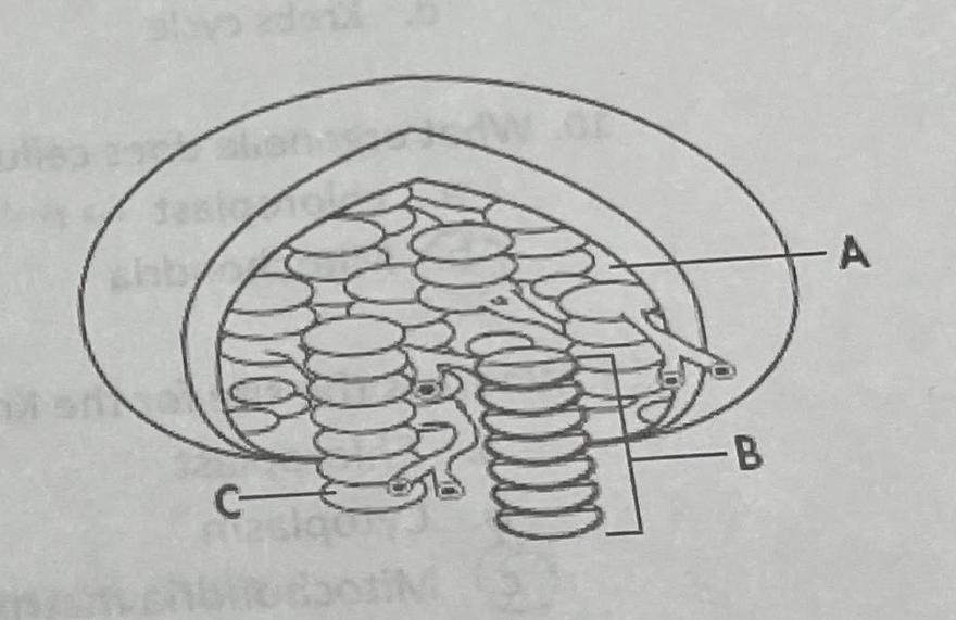 <p>Structure A</p>