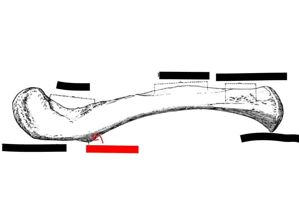 <p>clavicle</p>