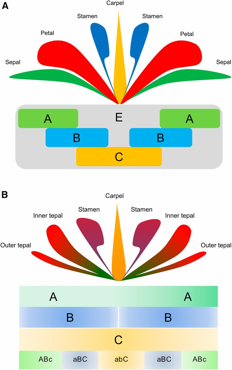<p><span>A flower has four whorls, whose development is determined by three genes&nbsp;</span></p><ul><li><p class="Paragraph SCXW70075934 BCX4" style="text-align: left"><span>Whorl 1 – A genes – sepals develop&nbsp;</span></p></li><li><p class="Paragraph SCXW70075934 BCX4" style="text-align: left"><span>Whorl 2 – A and B genes – petals develop&nbsp;</span></p></li><li><p class="Paragraph SCXW70075934 BCX4" style="text-align: left"><span>Whorl 3 – B and C genes – stamens develop&nbsp;</span></p></li><li><p class="Paragraph SCXW70075934 BCX4" style="text-align: left"><span>Whorl 4 – C genes – carpels develop&nbsp;</span></p></li></ul><p class="Paragraph SCXW70075934 BCX4" style="text-align: left"><span>(limits of zone A and C are set by mutual interaction - they repress each other)&nbsp;</span></p>