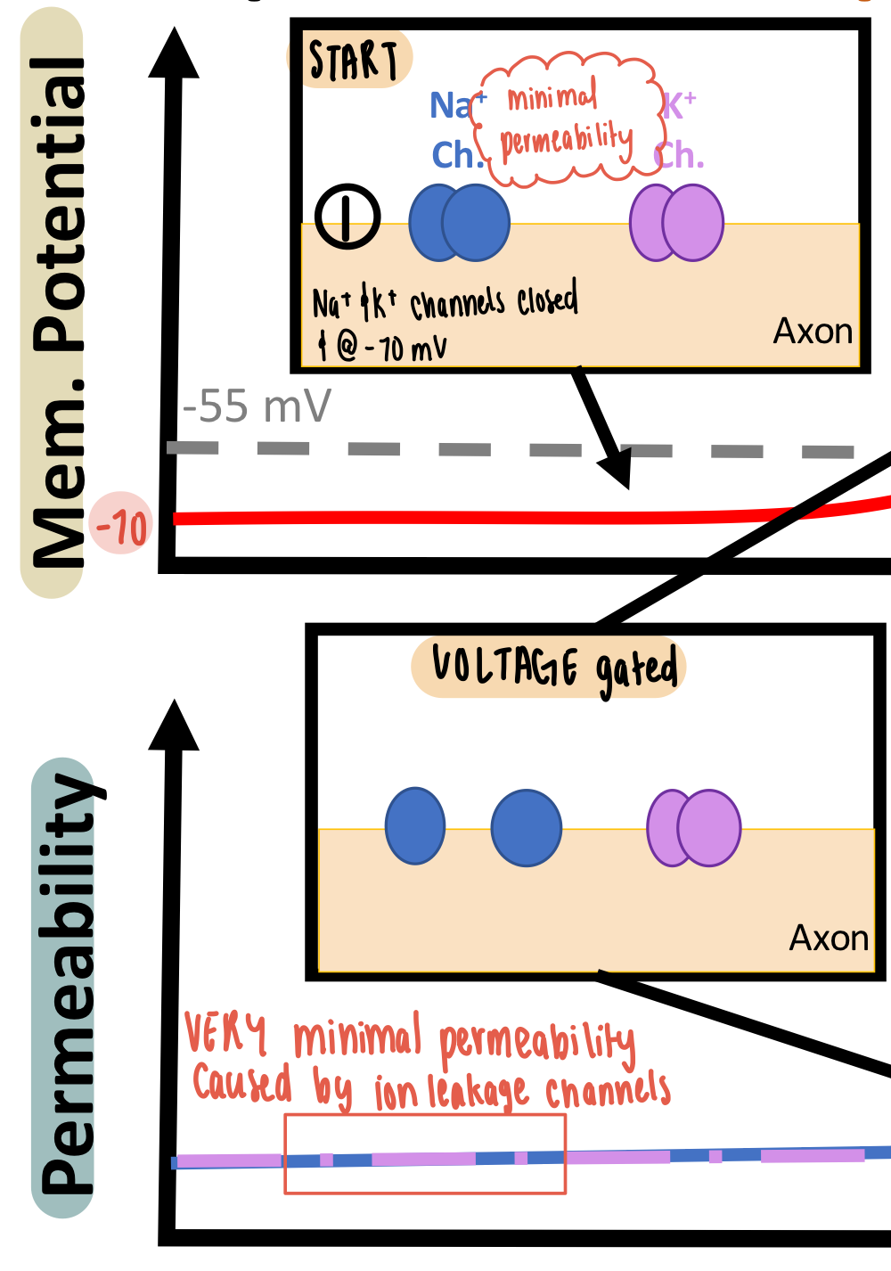 <ul><li><p>Occurs BEFORE the action potential</p></li><li><p>MINIMAL permeability</p><ul><li><p>Na<sup>+</sup> and K<sup>+</sup> voltage-gated channels are CLOSED</p></li><li><p>leaky ion channels allow very little ion diffusion</p></li></ul></li></ul><p></p>