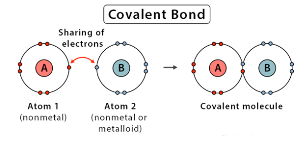 <p>two nonmetals bond. sharing of electrons, relationship somewhat equal</p>